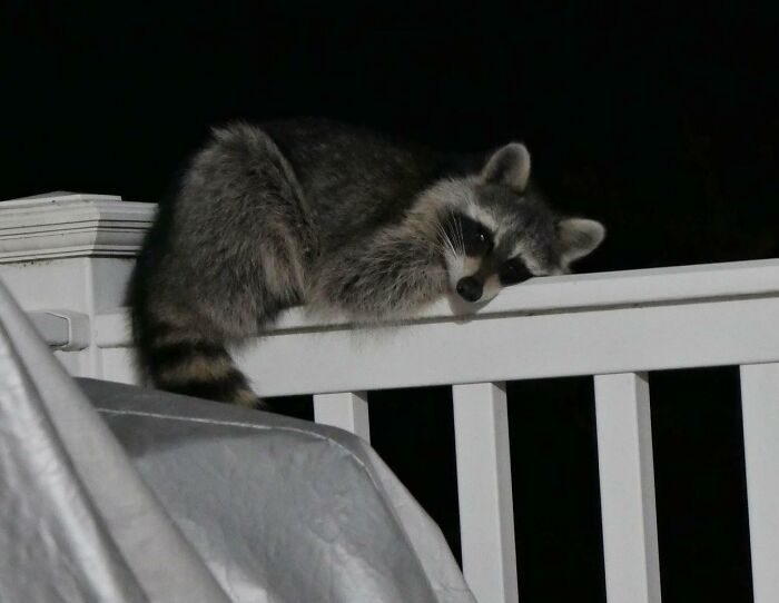 Found a Trash Panda Taking a Chill Break on My Deck