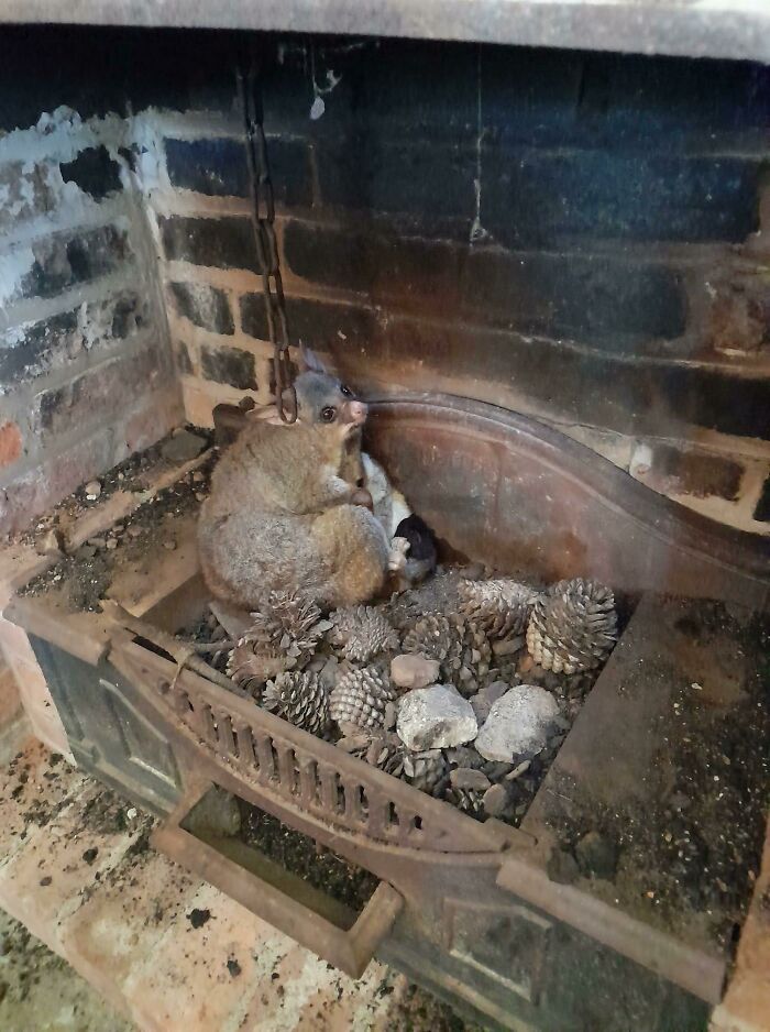 This Possum and Baby Took an Unexpected Chimney Ride