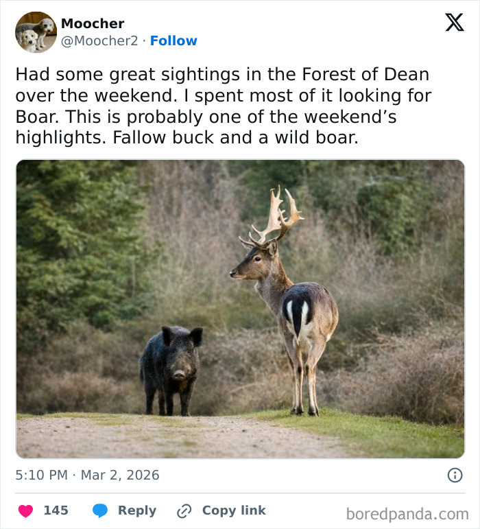 Forest of Dean Weekend Adventure Highlights: Fallow Buck and Wild Boar