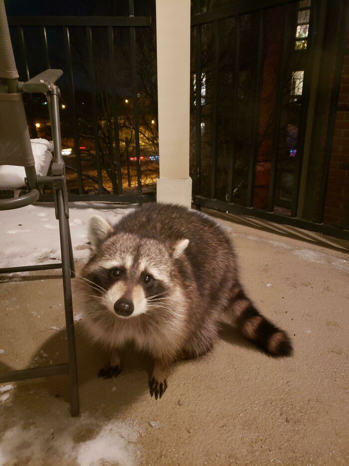Surprise Balcony Visitor on the Third Floor