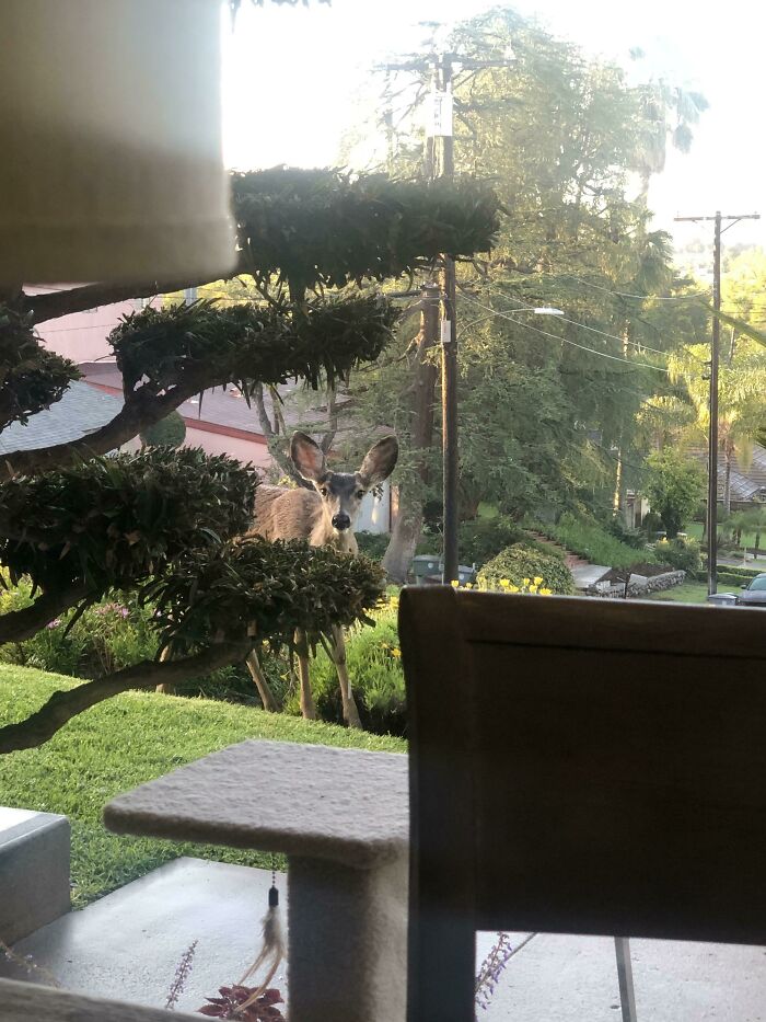 My Mom Was Watched by a Curious George While Working from Home