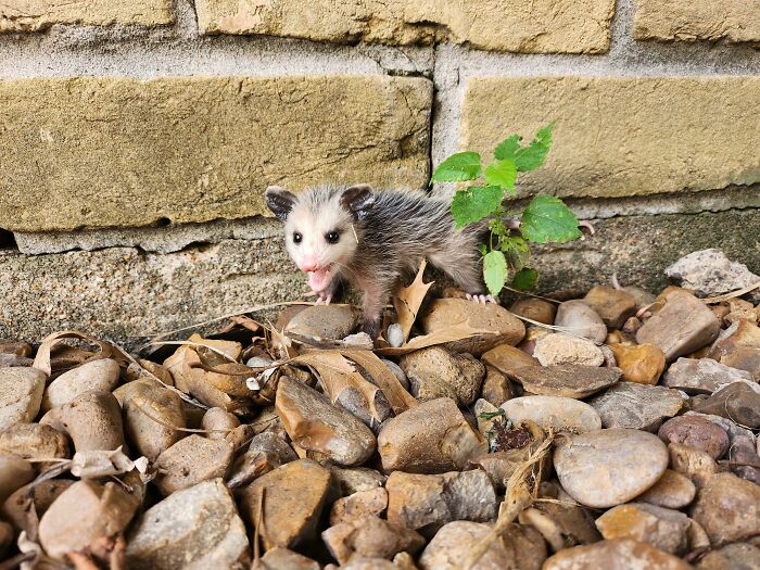 Found a Baby Possum in the Backyard—First Stop: Wildlife Rehabilitator