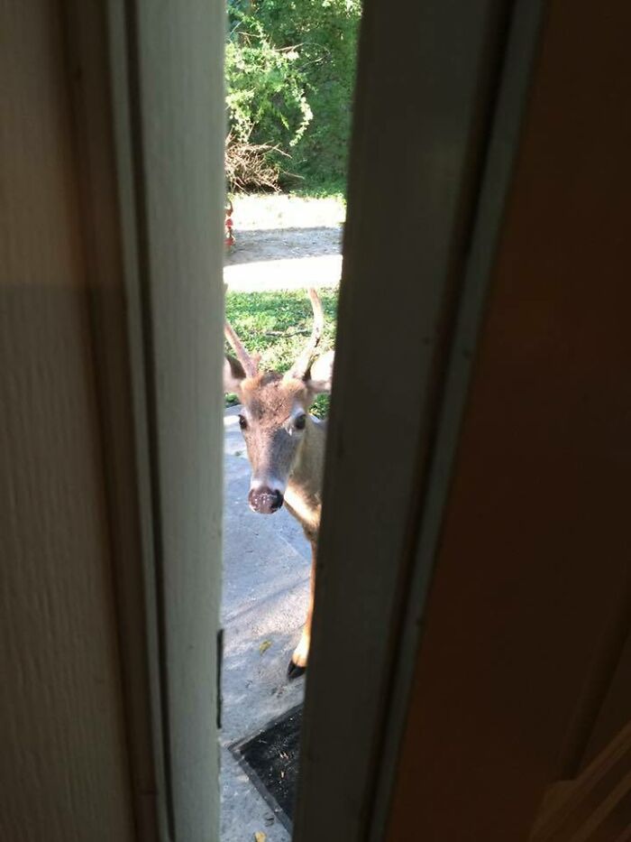 Unexpected Visitor Followed My Wife Home from Puppy Playtime