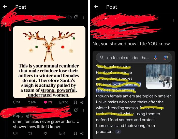 Spoiler: Female Reindeer Totally Have Antlers