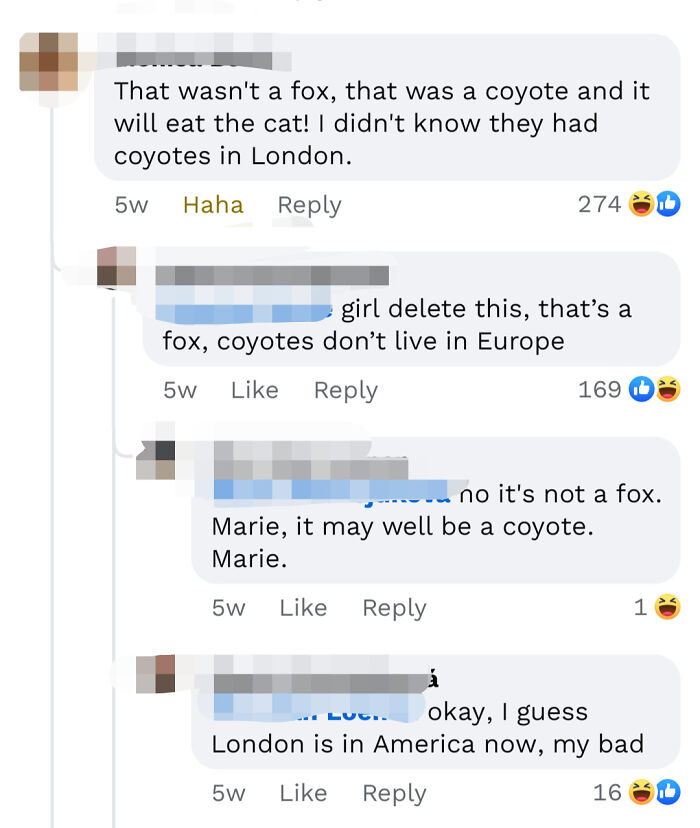 Coyotes In London? Didn’t See That Coming!