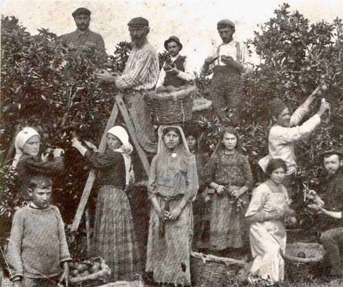 Arabs and Jews Picking Oranges Side by Side in Jaffa, 1910 – Sharing the Harvest