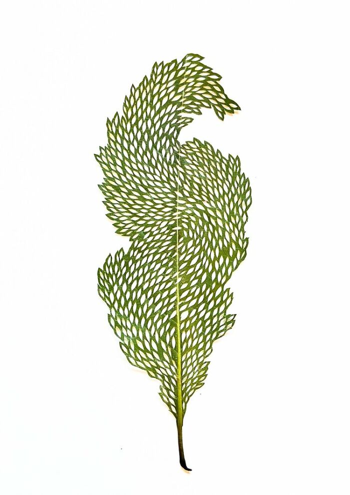 Cut-Out Leaves Getting Fancy #4