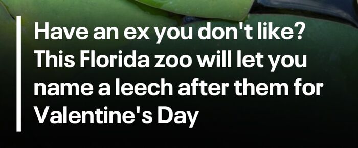 Is There A Limit On Florida Weirdness? Asking For A Friend