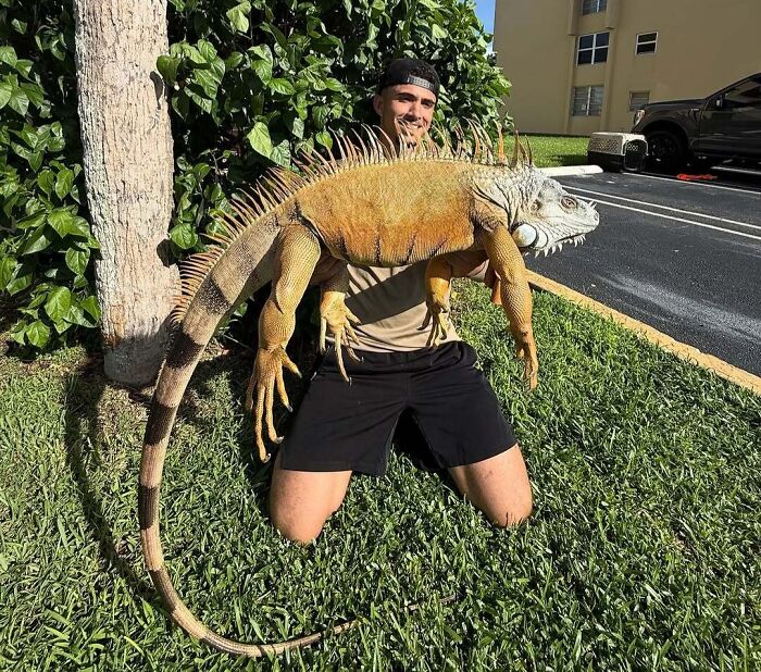 Meet Florida’s New Record-Breaking Iguana (Because Why Not?)