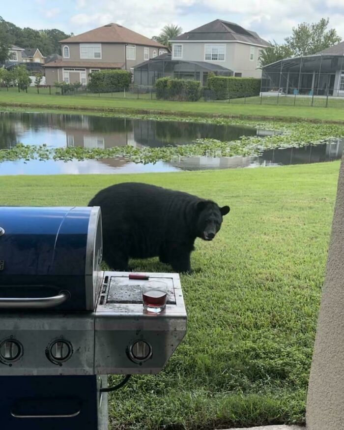 Bear In My Florida Backyard? Of Course.