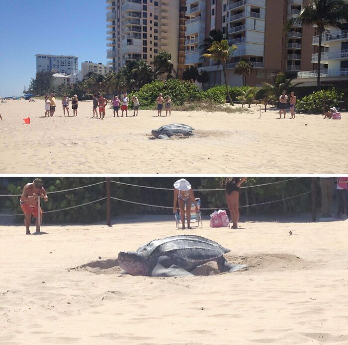 Turtle Digs Nest in Broad Daylight? And Yes, It’s Really Weird