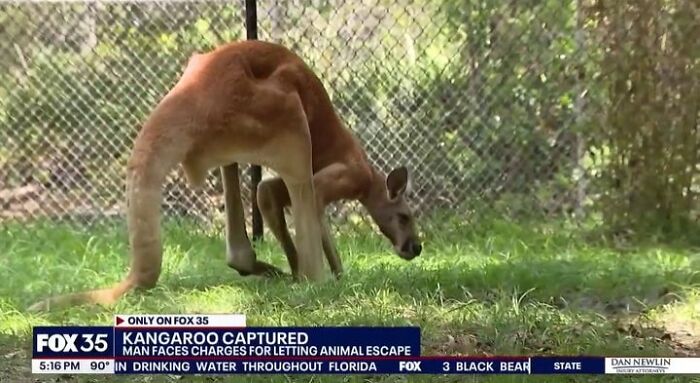 Young Kangaroo Leads Charge Around Florida Town After Daring Escape