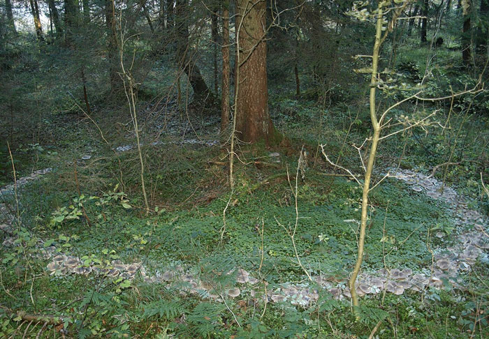 Wait, They Actually Ranked These Urban Legends?!