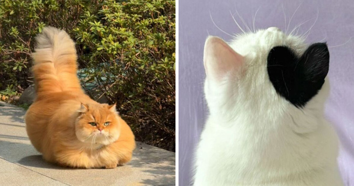 Wait Till You See These Hilariously Rebellious Cats Breaking ALL The Rules!