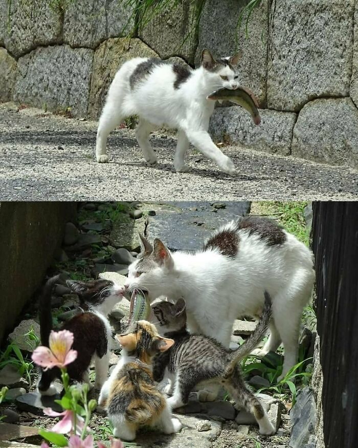 Wait Till You See These Hilariously Rebellious Cats Breaking ALL The Rules!