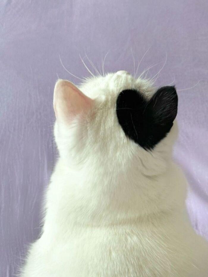 Wait Till You See These Hilariously Rebellious Cats Breaking ALL The Rules!