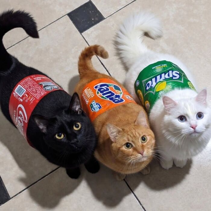 Wait Till You See These Hilariously Rebellious Cats Breaking ALL The Rules!