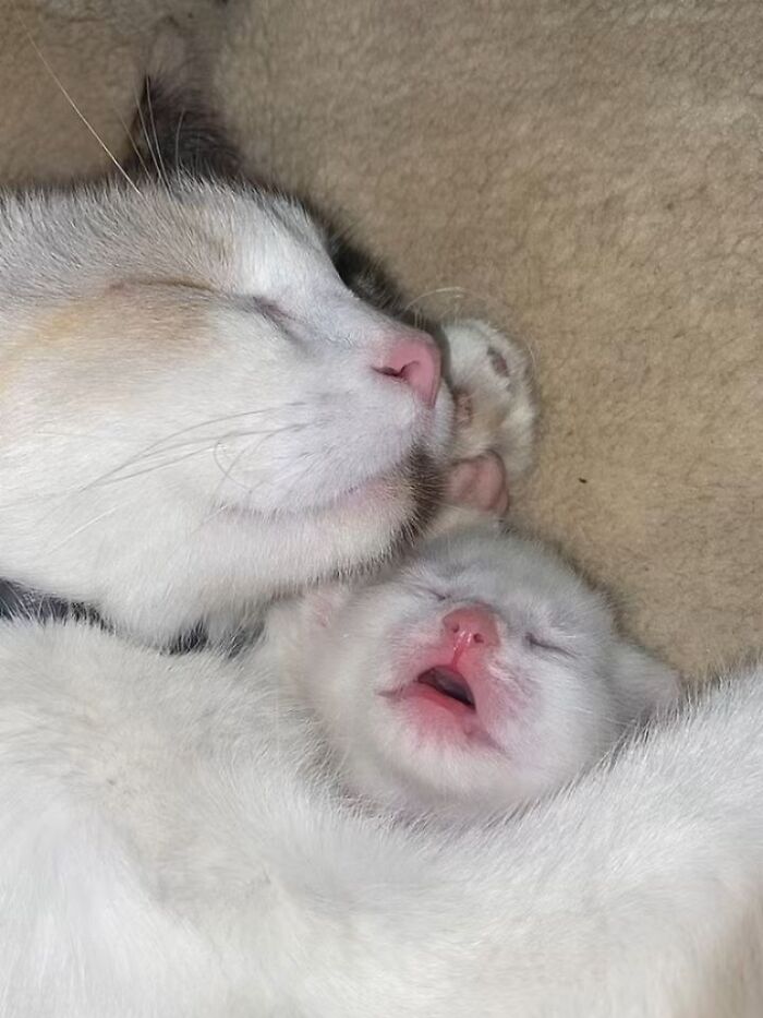 Wait Till You See These Hilariously Rebellious Cats Breaking ALL The Rules!