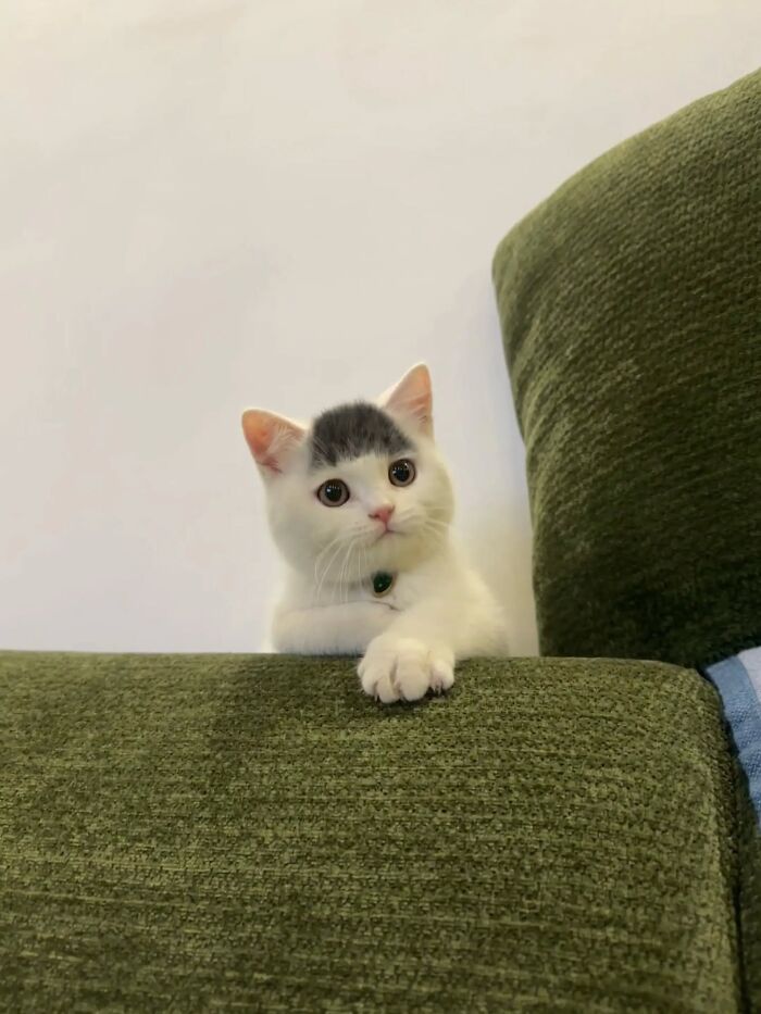 Wait Till You See These Hilariously Rebellious Cats Breaking ALL The Rules!