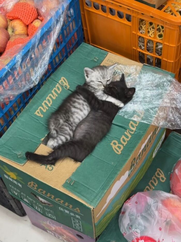 Wait Till You See These Hilariously Rebellious Cats Breaking ALL The Rules!