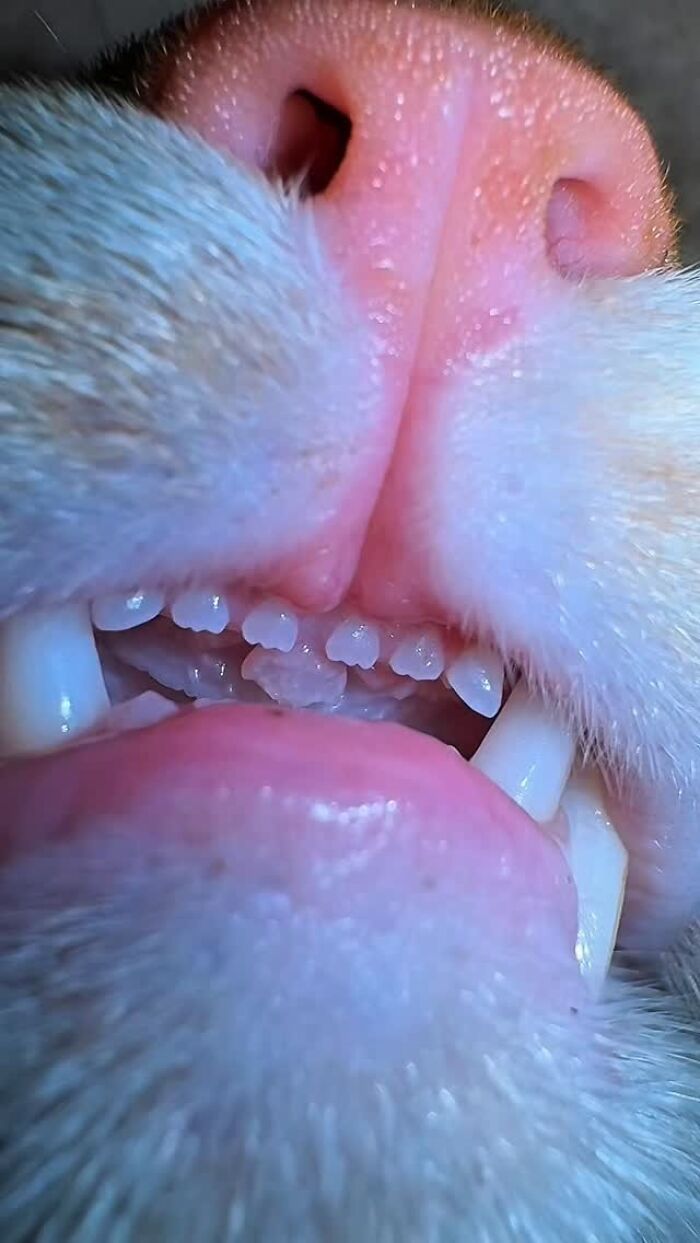 Wait Till You See These Hilariously Rebellious Cats Breaking ALL The Rules!