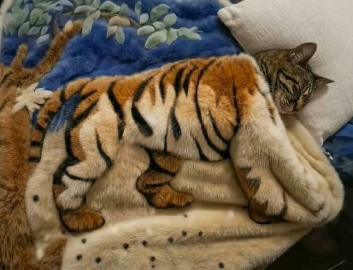 Wait Till You See These Hilariously Rebellious Cats Breaking ALL The Rules!