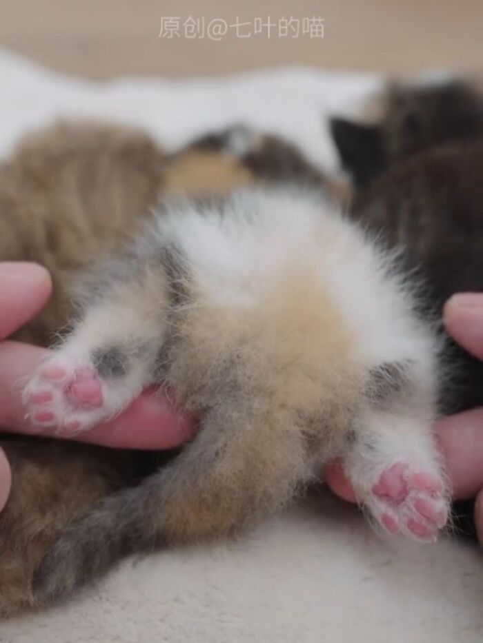 Wait Till You See These Hilariously Rebellious Cats Breaking ALL The Rules!