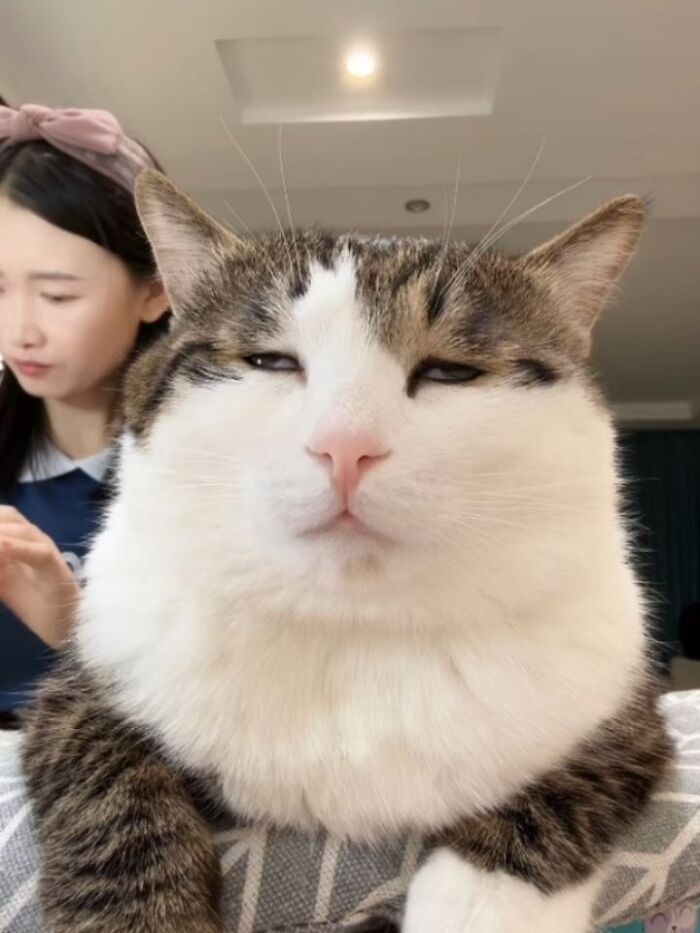 Wait Till You See These Hilariously Rebellious Cats Breaking ALL The Rules!