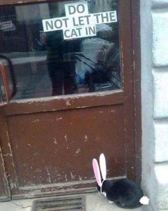 Wait Till You See These Hilariously Rebellious Cats Breaking ALL The Rules!