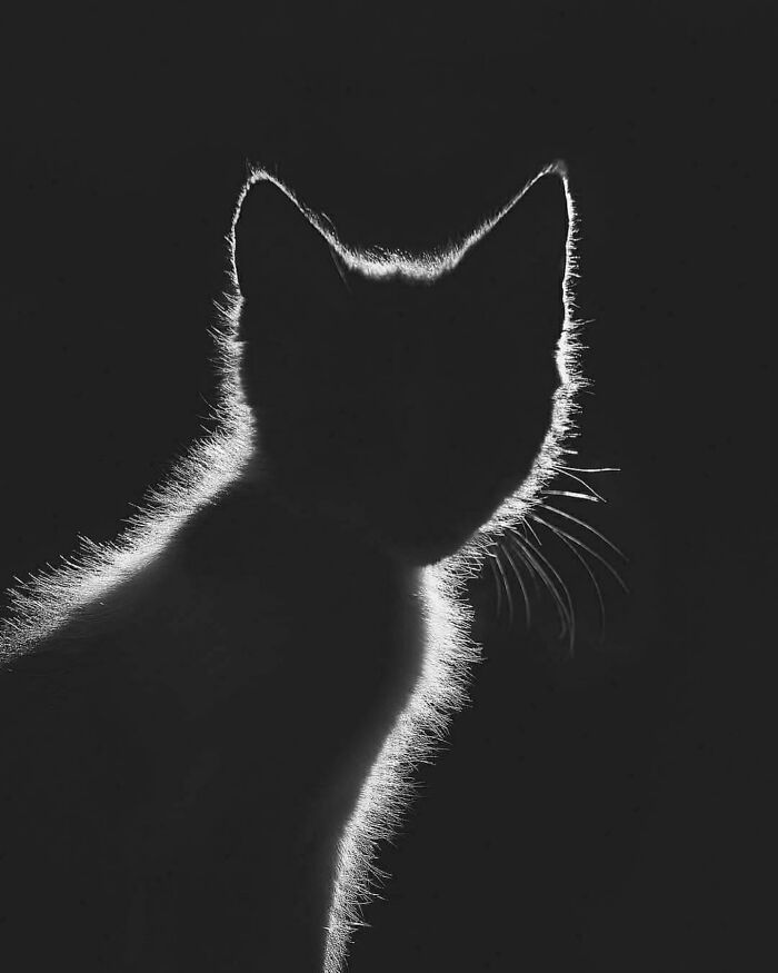 Wait Till You See These Hilariously Rebellious Cats Breaking ALL The Rules!