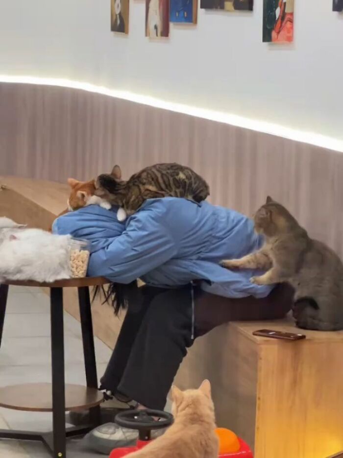 Wait Till You See These Hilariously Rebellious Cats Breaking ALL The Rules!