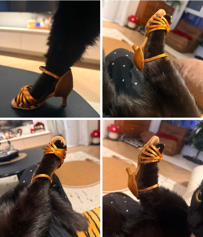 Wait Till You See These Hilariously Rebellious Cats Breaking ALL The Rules!