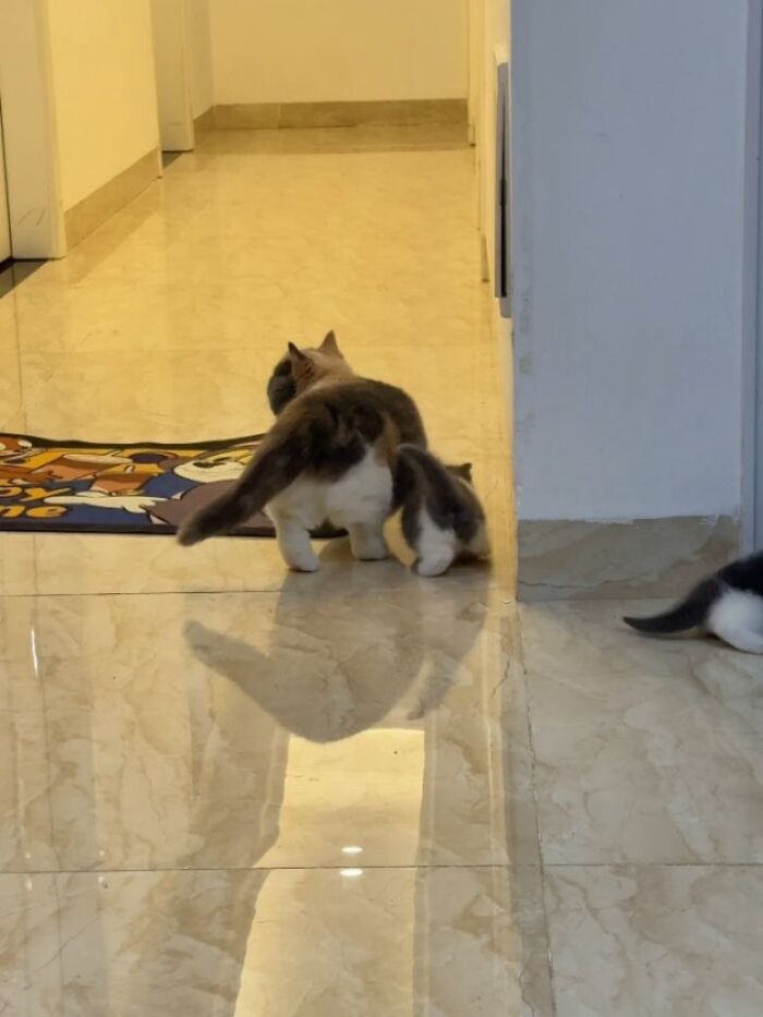 Wait Till You See These Hilariously Rebellious Cats Breaking ALL The Rules!