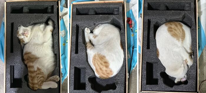 Wait Till You See These Hilariously Rebellious Cats Breaking ALL The Rules!