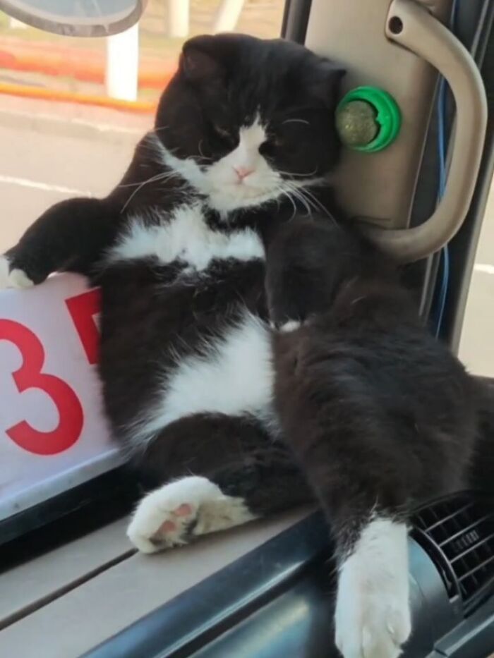 Wait Till You See These Hilariously Rebellious Cats Breaking ALL The Rules!