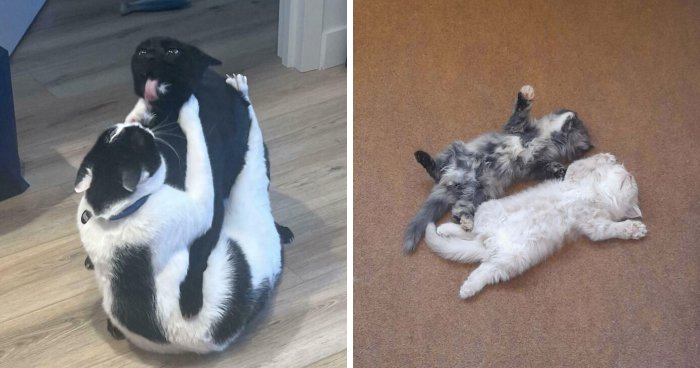 Get Ready to Laugh: 51 Pet Siblings Doing the Funniest Things!