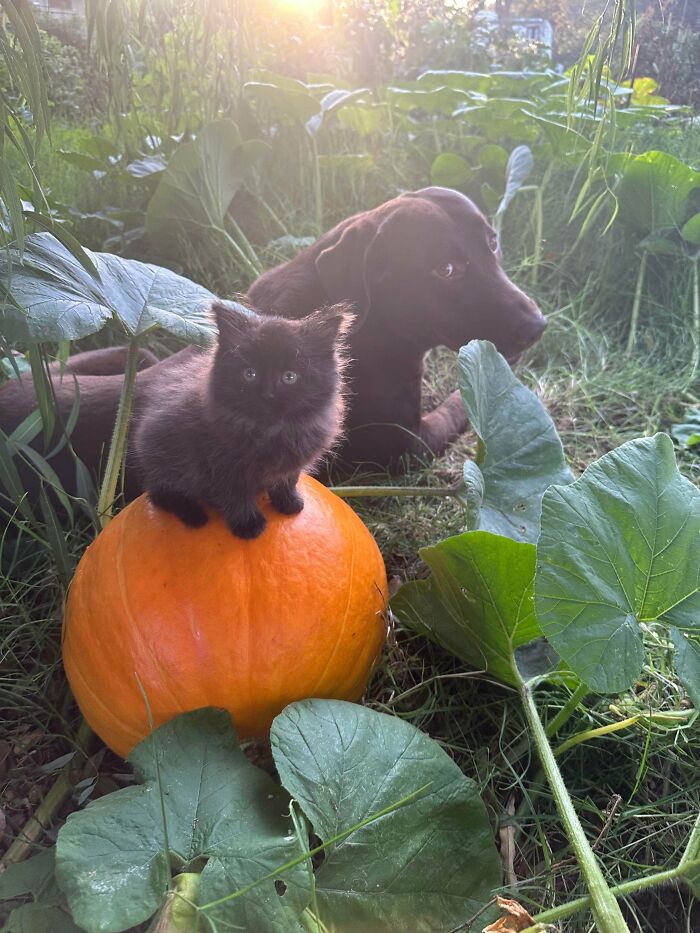 Tiny Pumpkin Queen and Her Loyal Knight