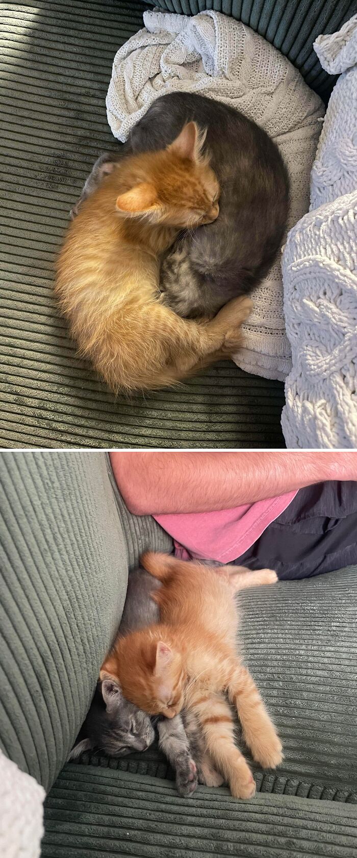 Adopted These Two Kittens – Instant Besties