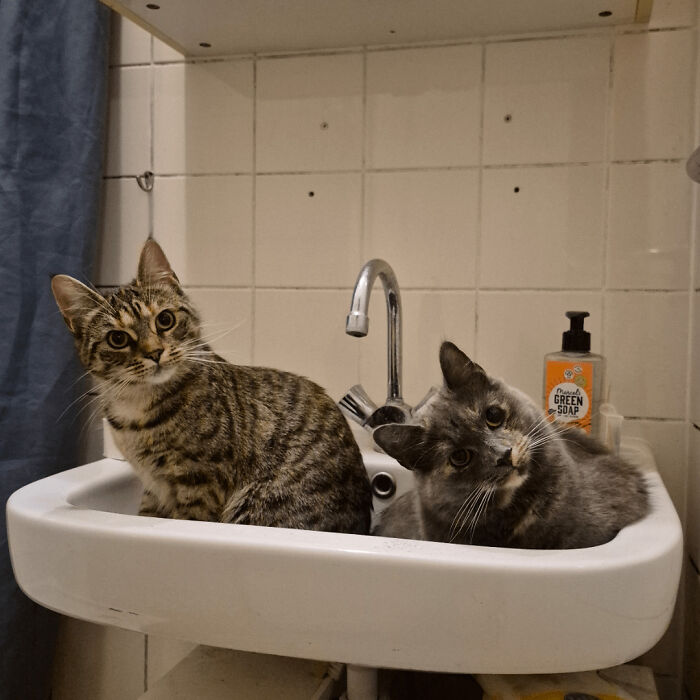 Found These Two Hanging Out in the Sink