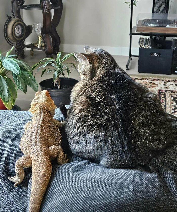 Dragon and Cat BFFs? You Bet!