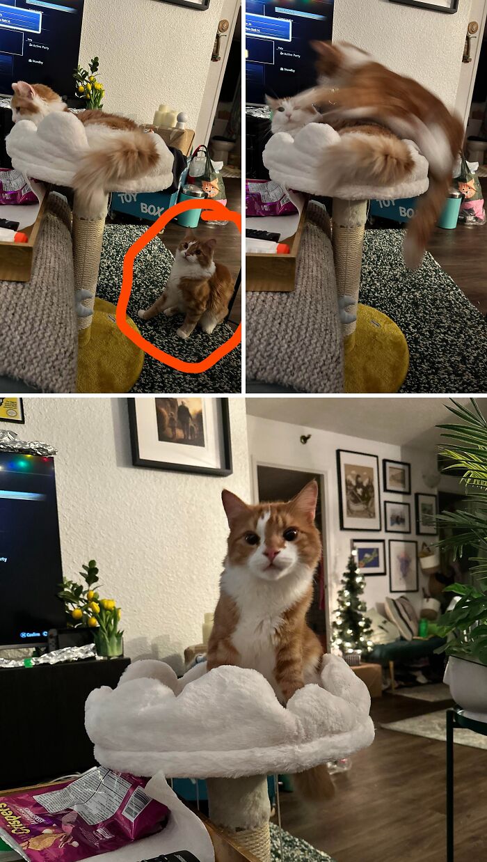 A Story in Cute Pictures