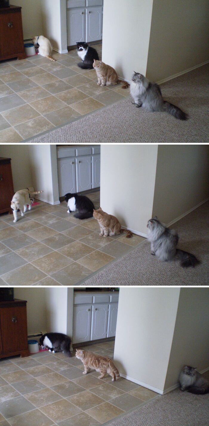 Cats Waiting Like Polite Little Humans