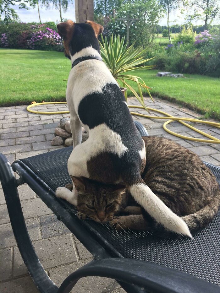 Dog's Low-Key Cat Respect Issues