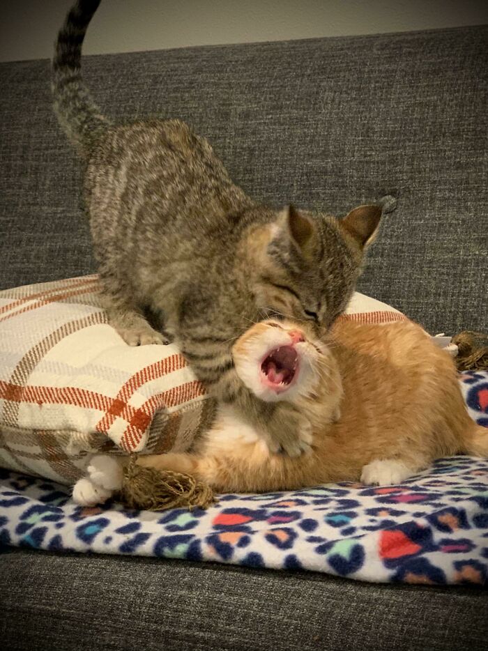 Surprise! Betrayal Among Friends