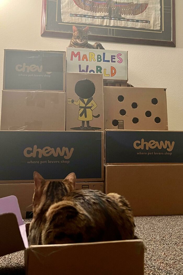 Only Queen Marbles Rules the Cardboard Castle