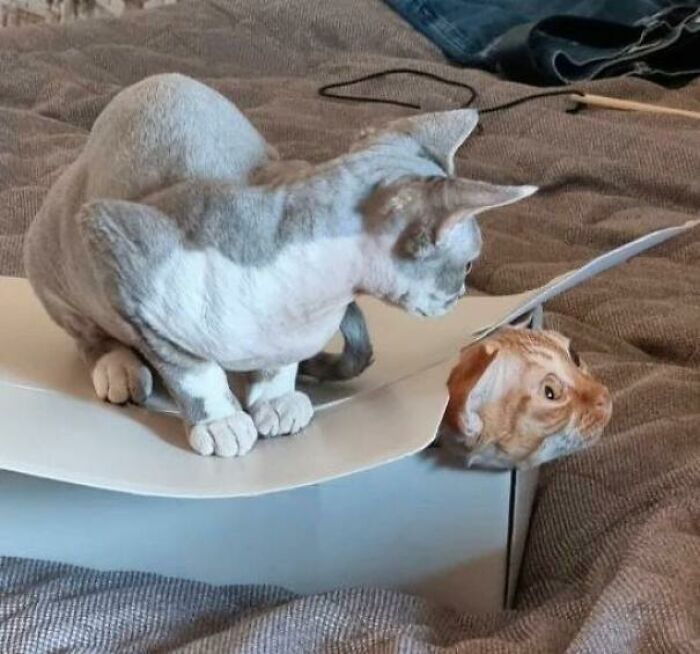 Just Making Sure My Buddy’s Comfy