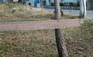 Wait, How Did These Photos Trick Our Brains? Perspective Magic Inside!