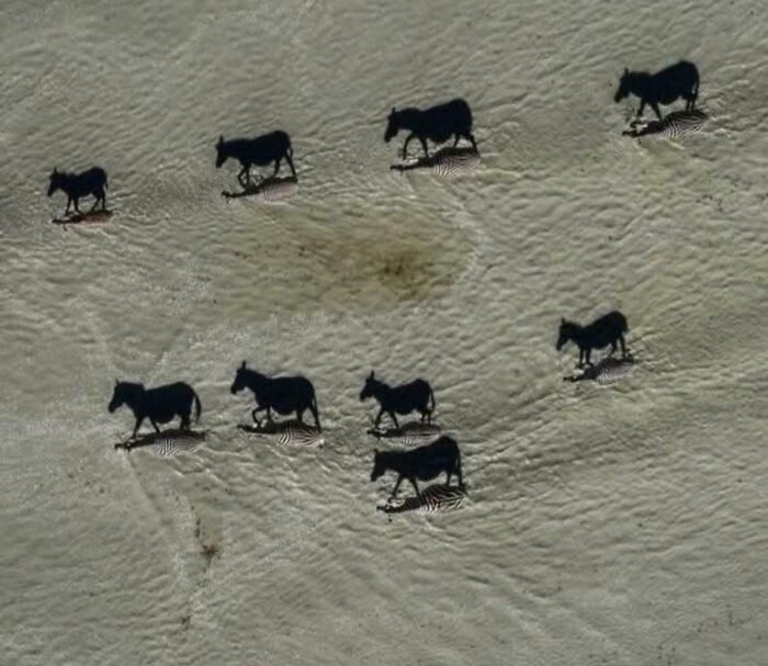 Zebras or Shadows? Hint: The Black Ones Are Just Shadow Ninjas