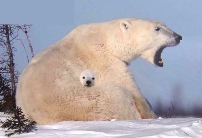 Baby Polar Bear Stuck to Mom Like It’s Photoshop, But Nope