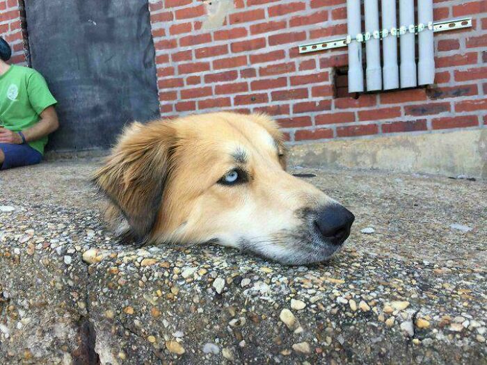 Floating Dog Head? Nope, Just A Perfect Timing Pic